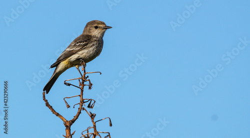 bird on a branch: Vermilion Flycatcher