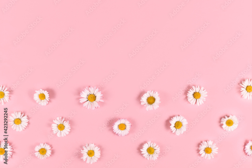 Small daisy flowers with white petals on pastel pink  background