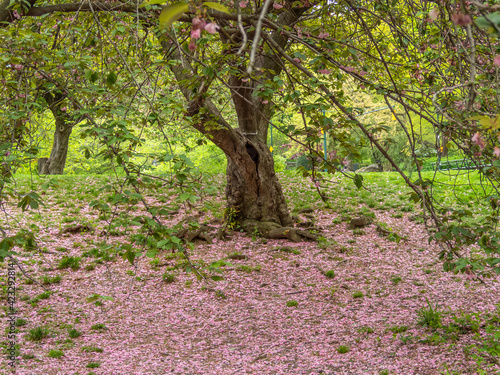 Fototapeta Naklejka Na Ścianę i Meble -  Central Park in spring