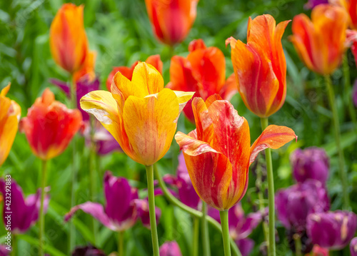 Tulip in garden