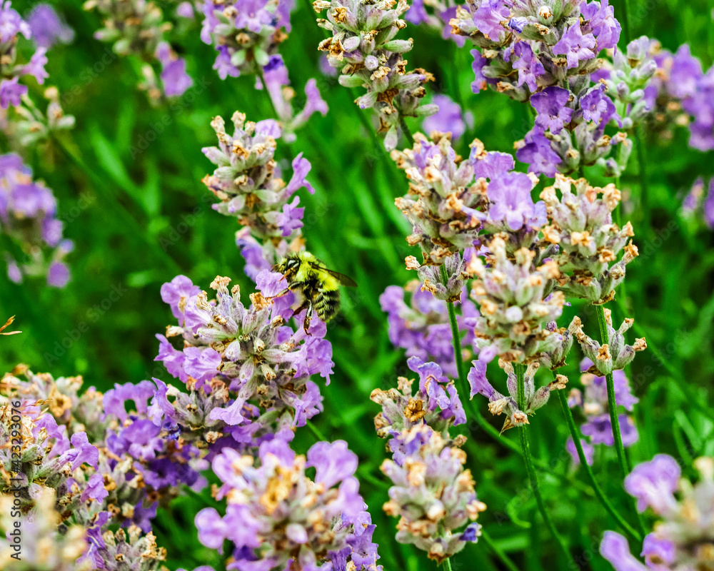 Bee getting pollen from a lavender blossom Bee getting pollen from a lavender blossom