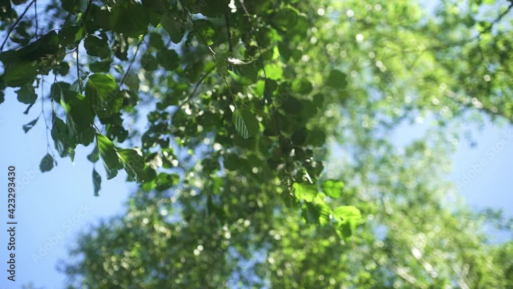 Sun shining through green leaves in summer Sun shining through green leaves in summer
