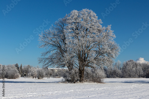 Sachsendorfer Wiesen, Winter, Cottbus, Brandenburg, Germany