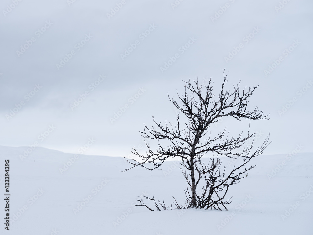 Single small tree on snow background. Solitude in white