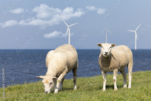 Dutch dike along IJsselmeer with wind turbines and sheep