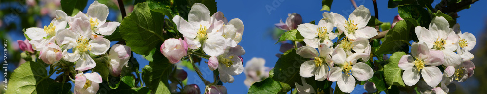 Obraz premium Frühling 605