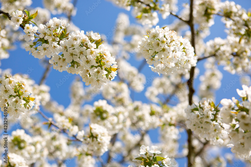 Branches of blossoming cherry with soft focus .