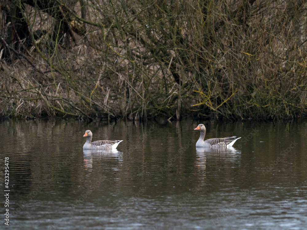 on the calm water swims a pair of gray goose