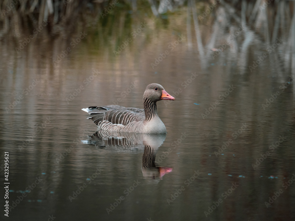 close up of a gray goose swimming on calm water close up of a gray goose swimming on calm water