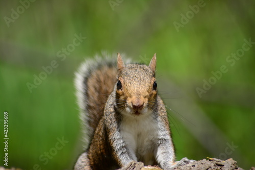 squirrel in the park