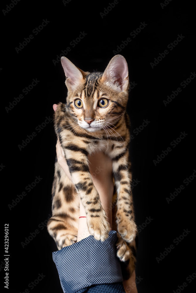 Female hand holding and showing a little bengal kitten on black background