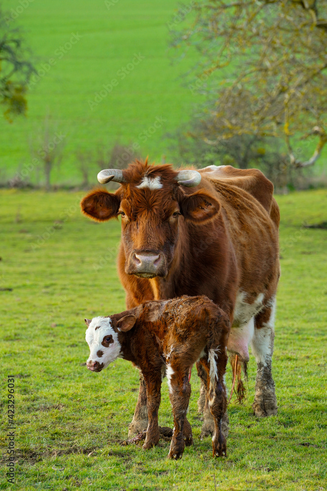 Animal ferme vache 480