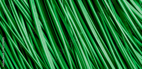 diagonal stripes natural macro abstraction © Remigiusz