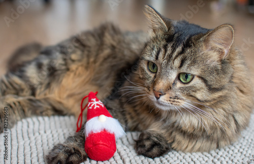 fluffy cat is lying on the carpet with a Christmas tree toy in the form of a Christmas gnome. Winter. At home. Without man. The cat is in its place. Green eyes. Siberian. Adult cat. Gray. striped. photo