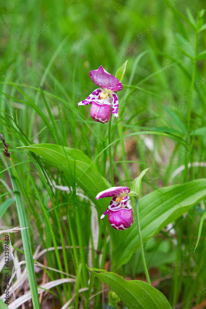 Fototapeta premium Pink flower lady's slipper spotted among green grass