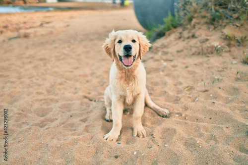 Quadro em tela Beautiful and cute golden retriever puppy dog having fun at the beach sitting on the golden sand