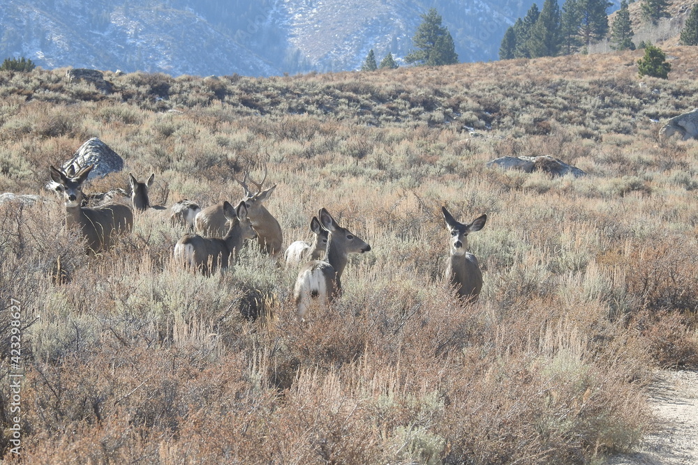 Mule deer roaming the sagebrush meadows in the Eastern Sierra Nevada Mountains, Bridgeport, Mono County, California. Mule deer roaming the sagebrush meadows in the Eastern Sierra Nevada Mountains, Bridgeport, Mono County, California.