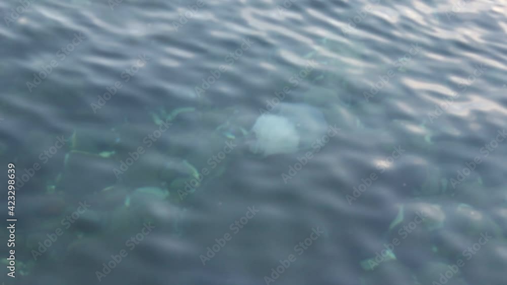 Swimming jellyfish under sea water on beach wild nature and earth planet protection environmental day concept 