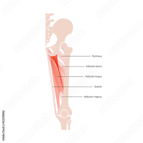 Muscular system legs