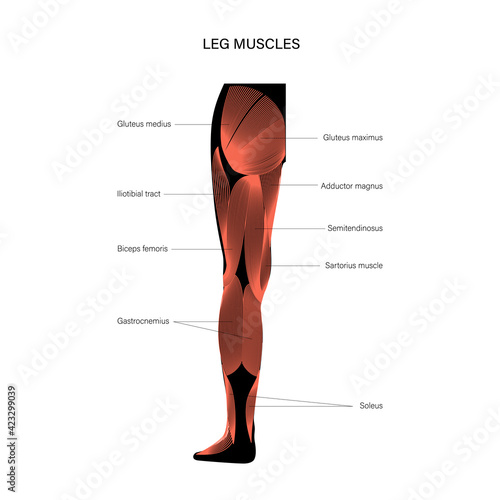 Muscular system legs