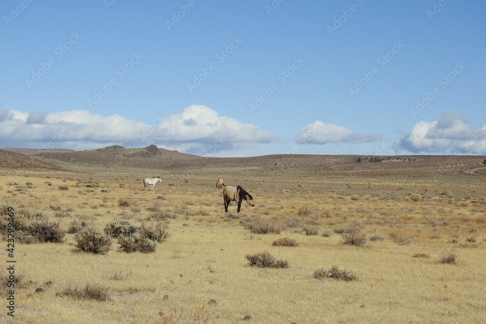 Wild horses roaming the Sierra Nevada Foothills, in Mono County, California. Wild horses roaming the Sierra Nevada Foothills, in Mono County, California.