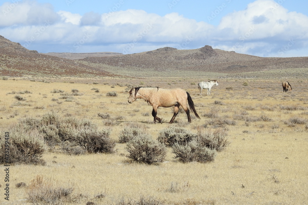 Wild horses roaming the Sierra Nevada Foothills, in Mono County, California.