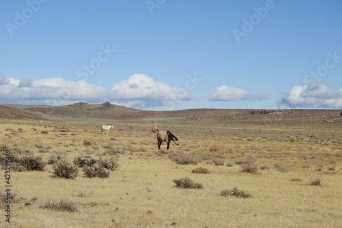 Wild horses roaming the Sierra Nevada Foothills  in Mono County  California.