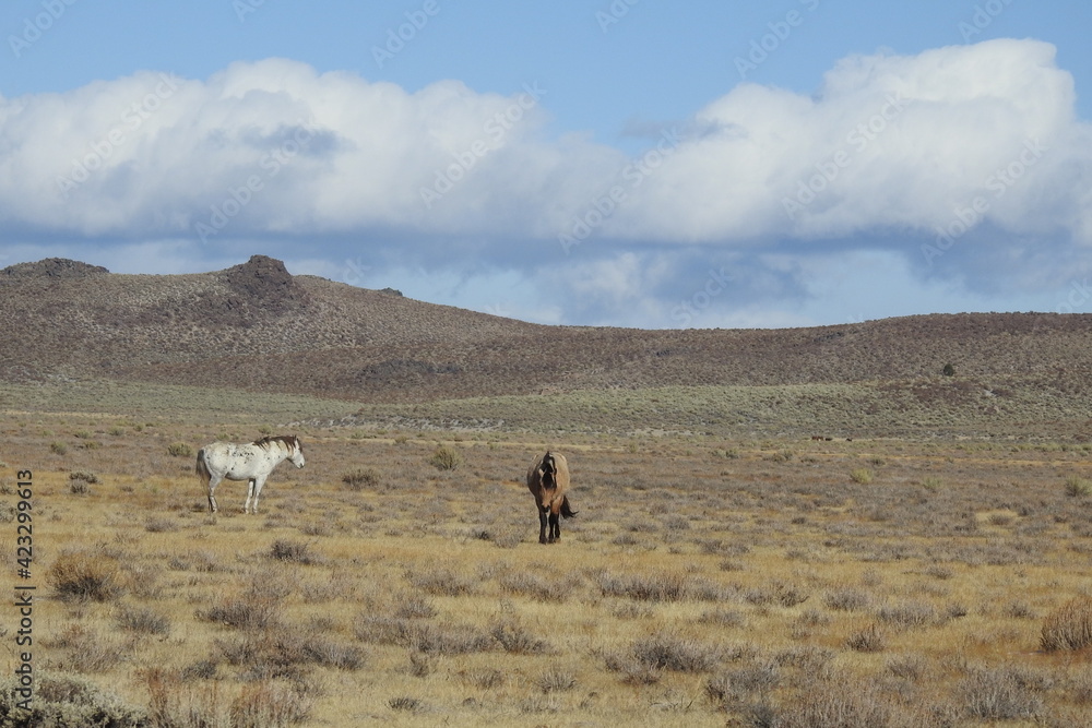 Wild horses roaming the Sierra Nevada Foothills, in Mono County, California. Wild horses roaming the Sierra Nevada Foothills, in Mono County, California.