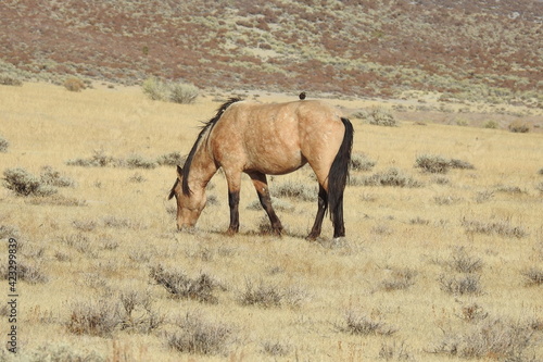 Wild horse grazing in the Sierra Nevada Foothills  in Mono County  California.
