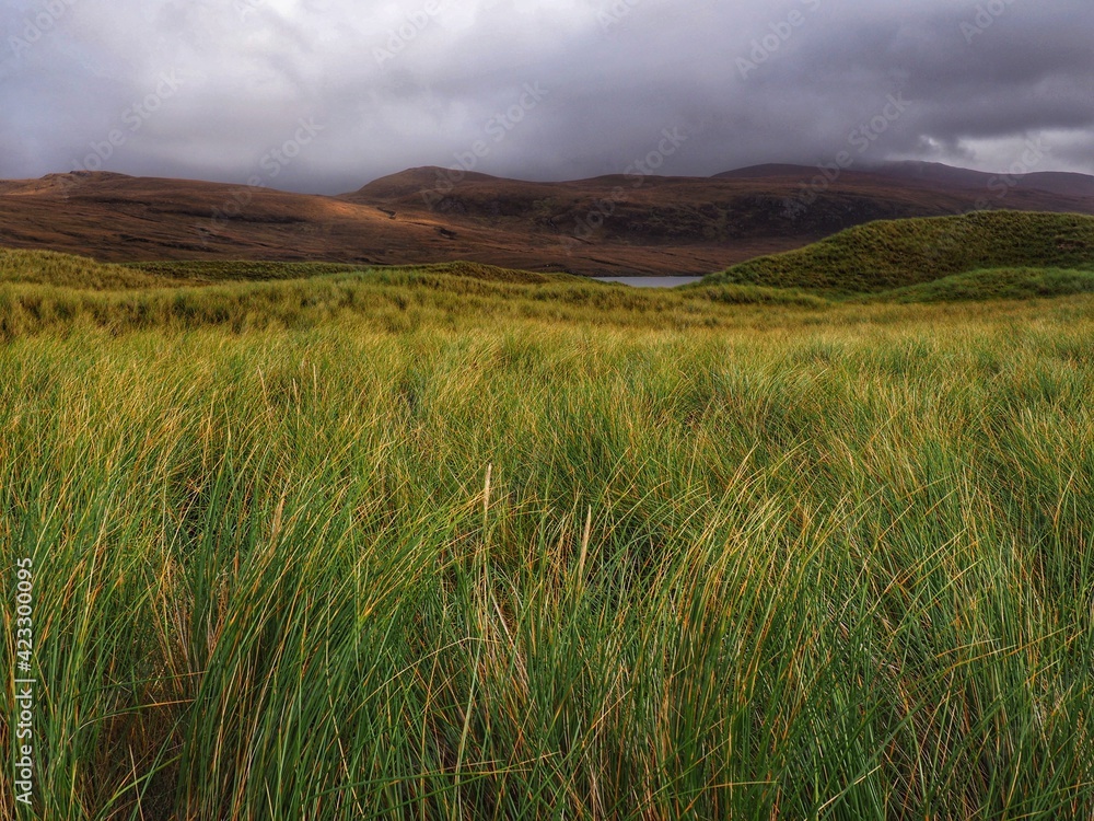 Tall grass grows on sand dunes, with hills and dark clouds in the background, northwest Highlands, Scotland Tall grass grows on sand dunes, with hills and dark clouds in the background, northwest Highlands, Scotland