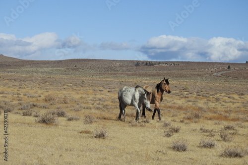 Wild horses roaming the Sierra Nevada Foothills, in Mono County, California. © Scenic Corner