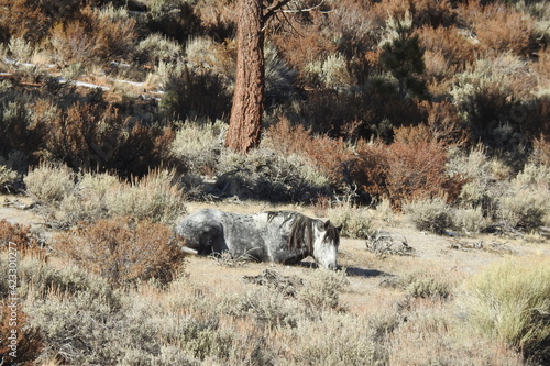 A wild horse rolling around in the dirt, in the Sierra Nevada Foothills, in Mono County, California.