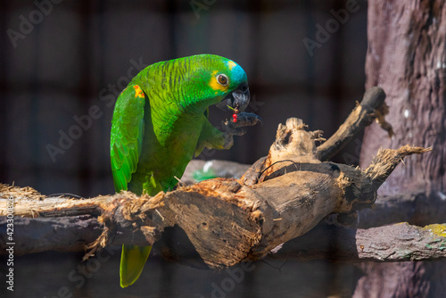 Turquoise-fronted amazon in jungle park at Tenerife, Canary Islands, Spain photo