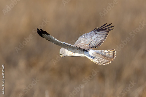 Extremely close view of a male hen harrier (Northern harrier) flying in beautiful light, seen in the wild in North California