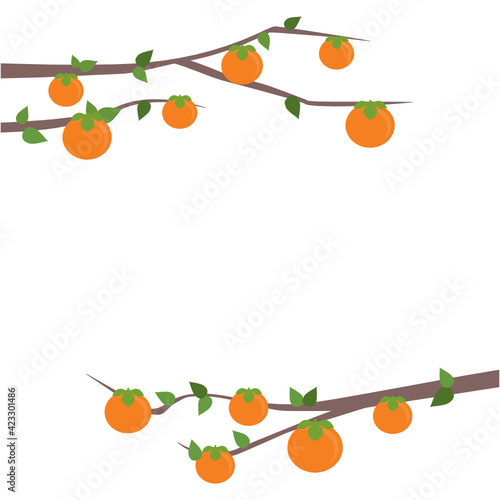 Persimmon Vector, Persimmon Fruit, Vector Illustration Background