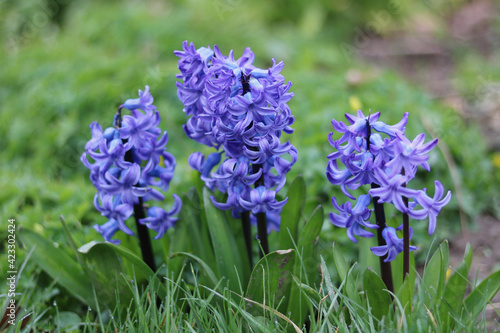 Selection of beautiful blue coloured hyacinths in garden in spring