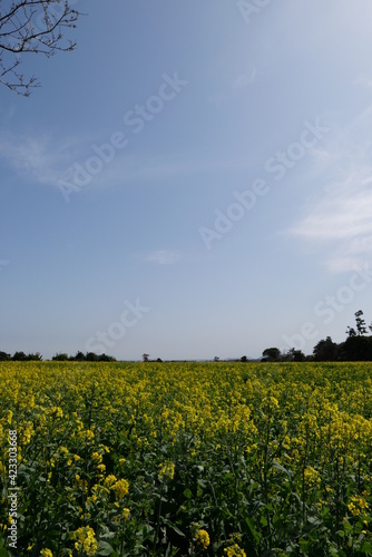 field of sunflowers