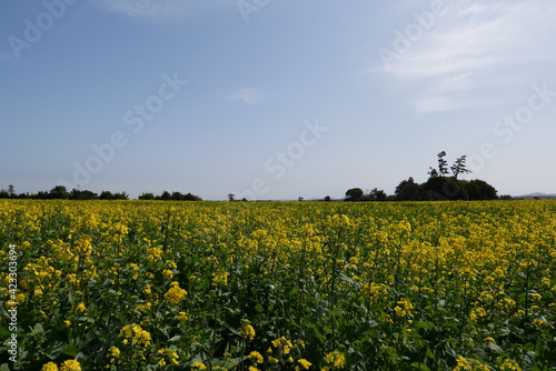 field of yellow flowers