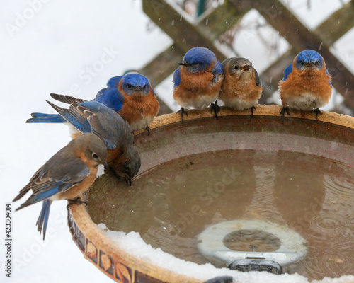 Group of bluebirds at winter birdbath