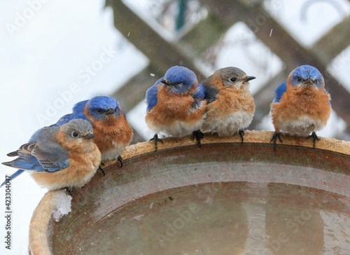 Group of bluebirds at winter birdbath