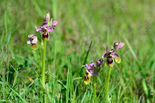 Tableau sur toile Ophrys tenthredinifera or bee flower orchid