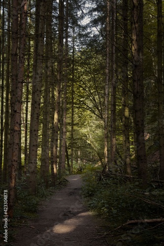 Waldweg