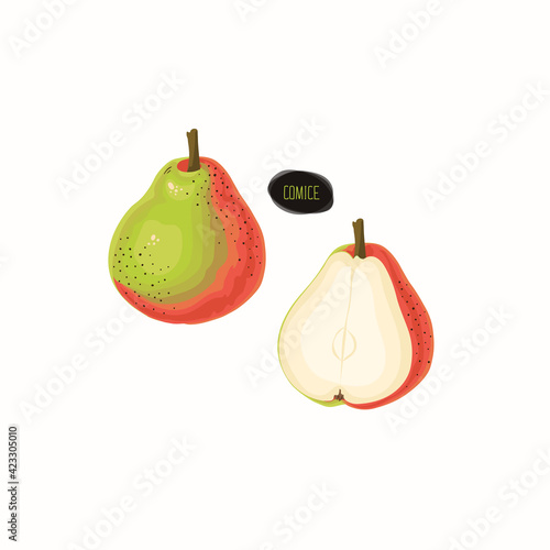 Ripe and half Christmas pear. Color illustration.