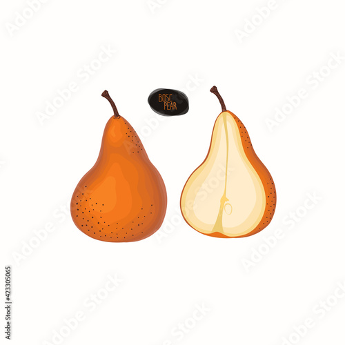 Ripe and half Bosc Pear. Color illustration.