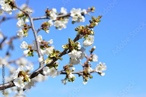 cherry blossom or Cerasus in spring