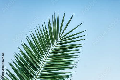 green palm leaf against blue sky