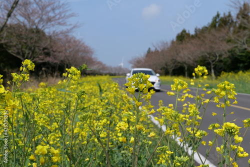 field of dandelions