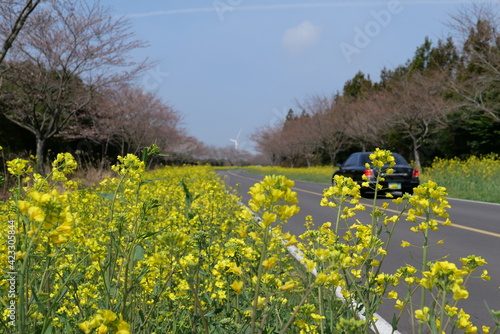 field of dandelions