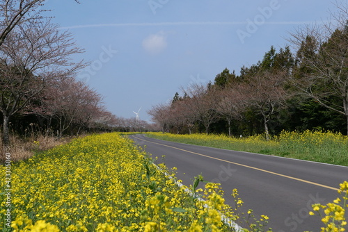 road in the field