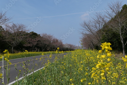 field of dandelions